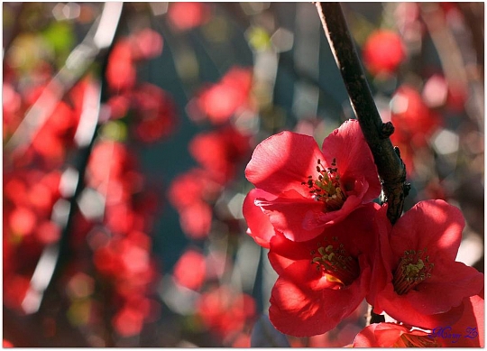 Album Spring flowers